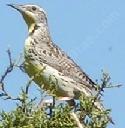 Western Meadowlark, Sturnella neglecta