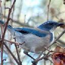 Western Scrub Jay, Aphelocoma californica