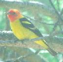 Western Tanager, Piranga ludoviciana