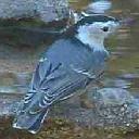 White Breasted Nuthatch, Sitta carolinensis