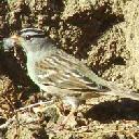 White Crowned-Sparrow, Zonotrichia leucophrys