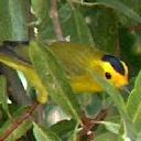 Wilson's Warbler, Wilsonia pusilla