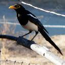 Yellow-Billed Magpie, Pica nutalli