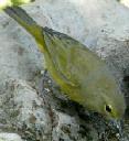 Yellow Warbler, Dendroica petechia