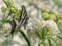 Asclepias fascicularis