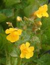 Mimulus guttatus