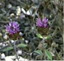 Monardella breweri