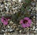 Mimulus fremontii