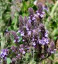 Verbena lasiostachys