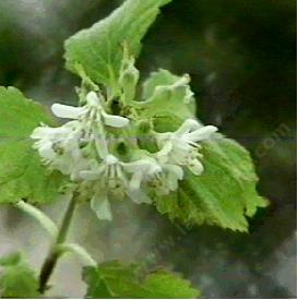 Jamesia americana californica