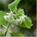 Jamesia americana californica