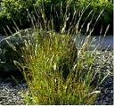 Bothriochloa barbinodis
