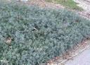 Arctostaphylos Pacific Mist