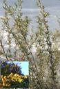Atriplex canescens