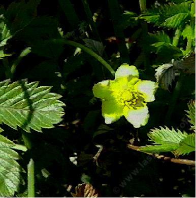 Potentilla egedii