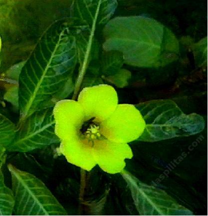 Ludwigia peploides peploides