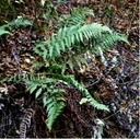 Dryopteris arguta