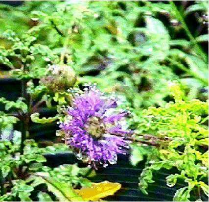Monardella undulata frutescens