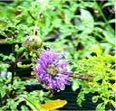 Monardella undulata frutescens