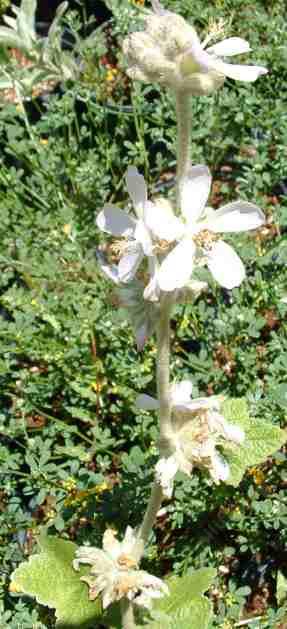 Malacothamnus clementinus