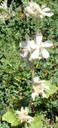 Malacothamnus clementinus