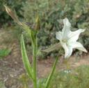 Nicotiana bigelovii