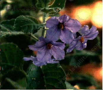Solanum wallacei