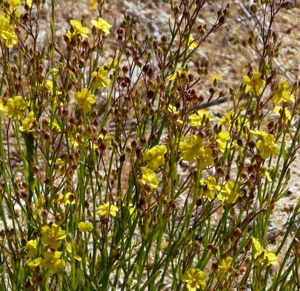 Helianthemum scoparium