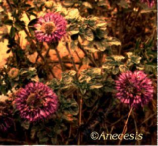 Monardella crispa
