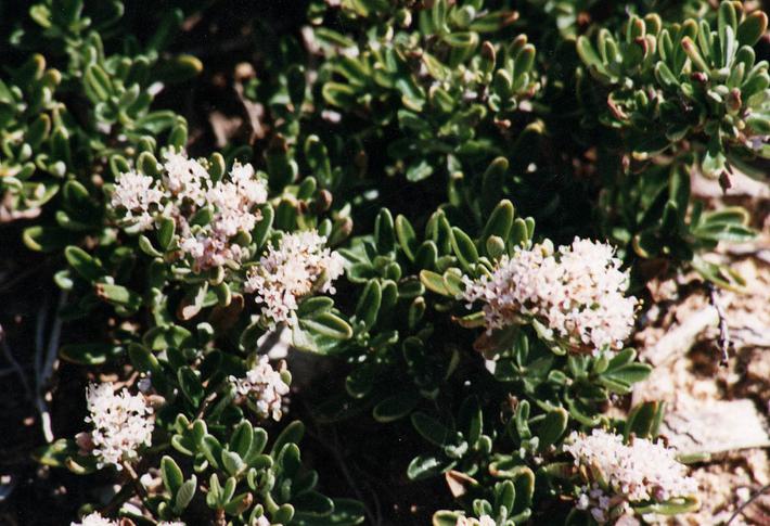 Ceanothus roderickii