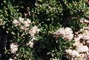 Ceanothus roderickii