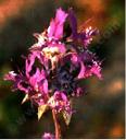 Salvia carduacea