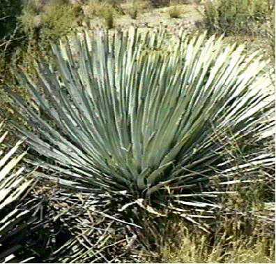 Yucca whipplei parishii