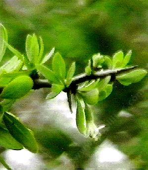 Lycium andersonii