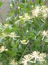 Clematis pauciflora