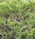 Lycium californicum
