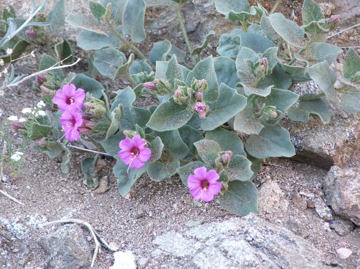 Mirabilis multiflora