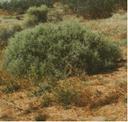 Atriplex spinifera