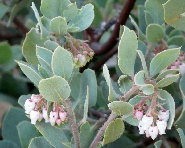 Arctostaphylos glandulosa adamsii