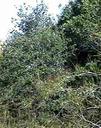 Quercus acutidens x