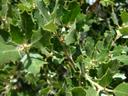 Quercus cornelius-mulleri