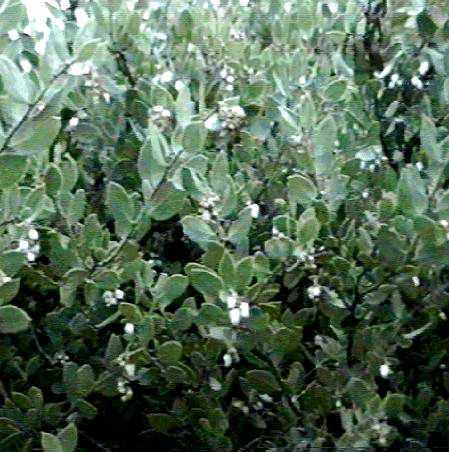 Arctostaphylos myrtifolia