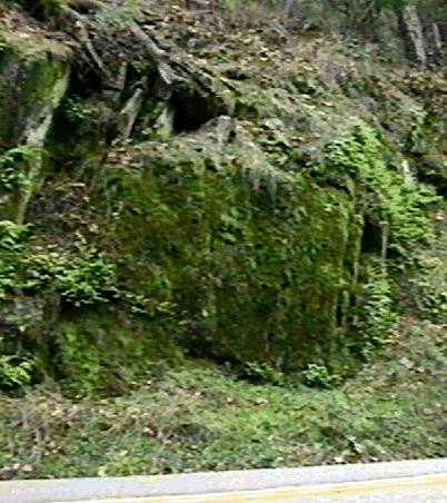 Polypodium hesperium