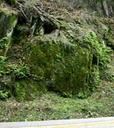 Polypodium hesperium