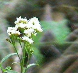 Baccharis glutinosa