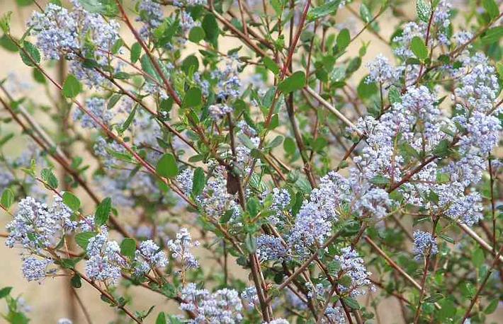 Ceanothus oliganthus oliganthus