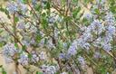 Ceanothus oliganthus oliganthus