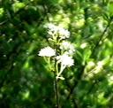 Prunus emarginata