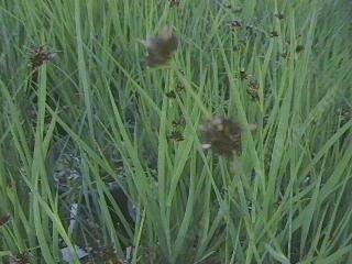 Juncus phaeocephalus phaeocephalus
