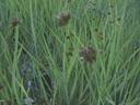 Juncus phaeocephalus phaeocephalus